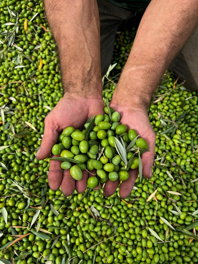 Early harvest extra virgin olive oil